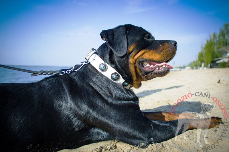 Collare decorato in pelle bianca "Showdrop" per Rottweiler - Clicca l'immagine per chiudere