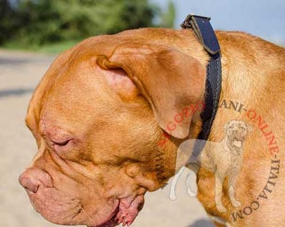 Pratico collare multifunzionale per Dogue de Bordeaux - Clicca l'immagine per chiudere