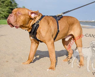 Rinforzata pettorina in pelle per Dogue de Bordeaux - Clicca l'immagine per chiudere