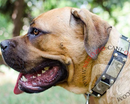 Collare con piastrine e borchie a piramidi per Cane Corso - Clicca l'immagine per chiudere