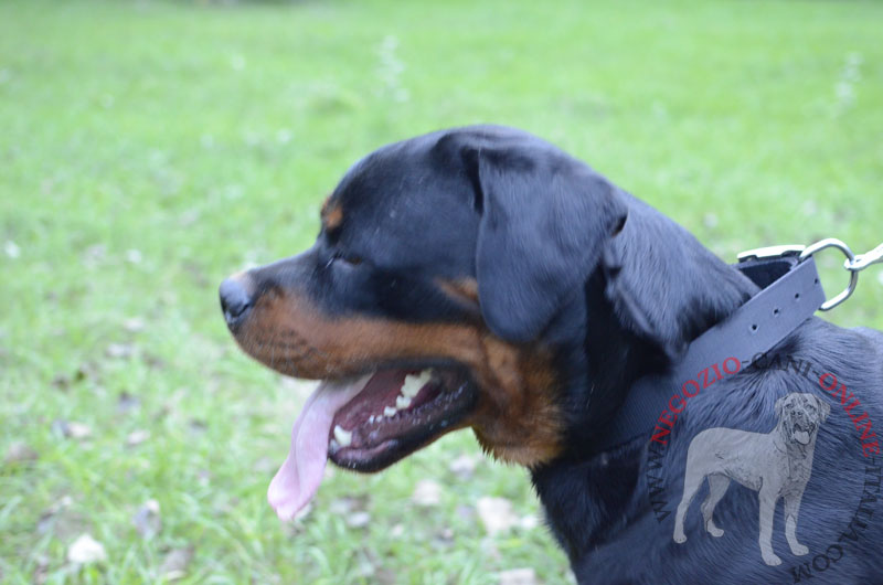 Collare in pelle "Easy Use" largo 40 mm per Rottweiler - Clicca l'immagine per chiudere
