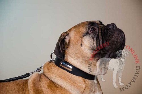 Collare in pelle "Strict Confidence" per Bullmastiff - Clicca l'immagine per chiudere