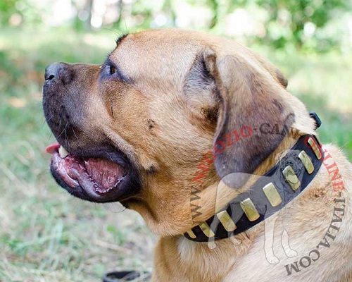 Collare in cuoio con piastrine lisce verticali per Cane Corso - Clicca l'immagine per chiudere