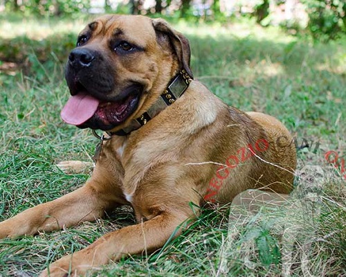 Collare con piastrine e borchie a punta per Cane Corso - Clicca l'immagine per chiudere