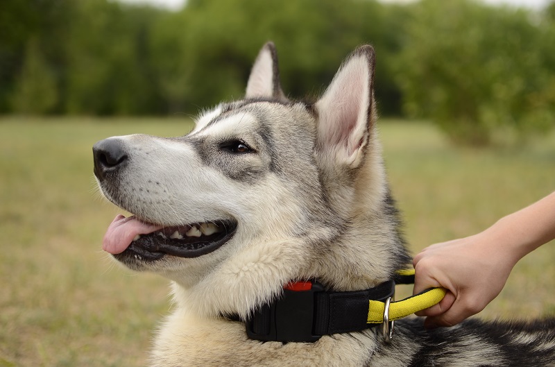 Collare regolabile con maniglia "Strong link" per Malamute - Clicca l'immagine per chiudere