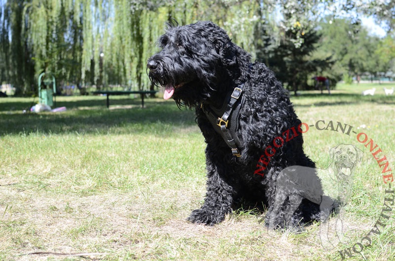 Pratica pettorina in pelle "Power" per Terrier Nero Russo - Clicca l'immagine per chiudere