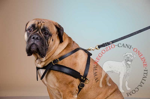 Pratica pettorina in pelle "Pulling" per Bullmastiff - Clicca l'immagine per chiudere