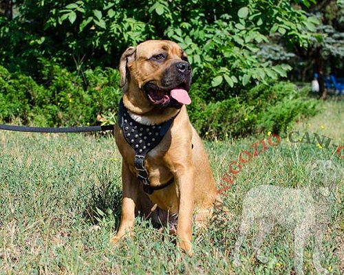 Pettorina in cuoio con borchie a piramidi per Cane Corso - Clicca l'immagine per chiudere