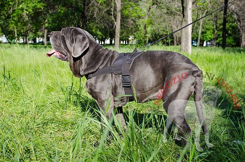 Leggera pettorina in nylon per Mastino Napoletano - Clicca l'immagine per chiudere