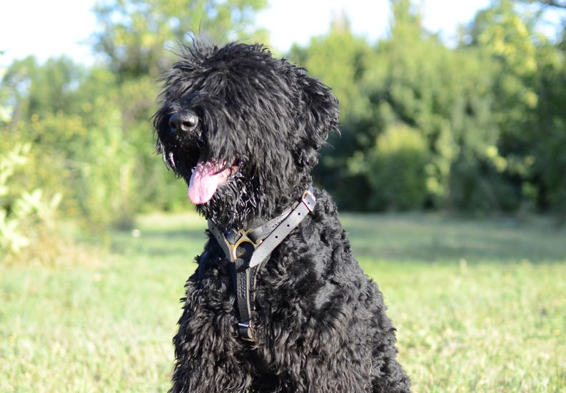 Pettorina in pelle "Walk Slowly" per Terrier Nero Russo - Clicca l'immagine per chiudere