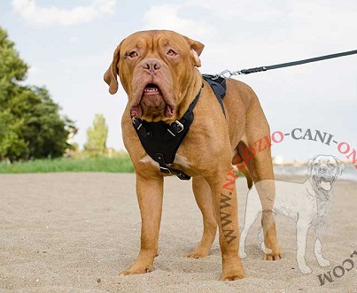 Resistente pettorina in cuoio da lavoro per Dogue de Bordeaux - Clicca l'immagine per chiudere