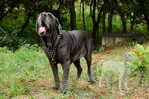 Elegante pettorina in cuoio per Mastino Napoletano - Clicca l'immagine per chiudere