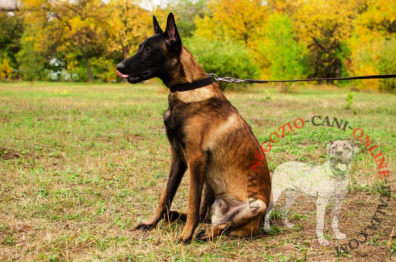 Collare classico in pelle "Bossy" largo 30 mm per Malinois - Clicca l'immagine per chiudere