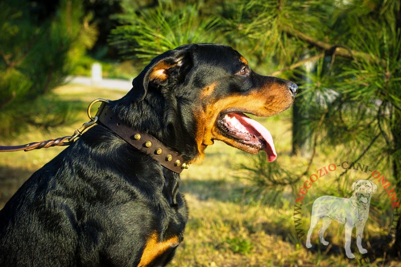 Collare in pelle con coni troncati "No-nonsense" per Rottweiler - Clicca l'immagine per chiudere