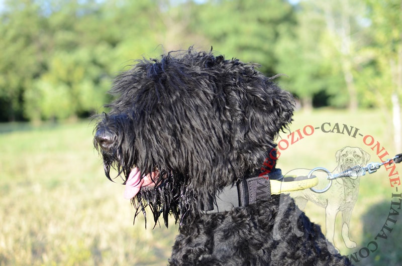 Collare in nylon con maniglia per Terrier Nero Russo - Clicca l'immagine per chiudere