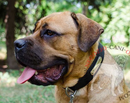 Collare in cuoio con targhetta personalizzata per Cane Corso - Clicca l'immagine per chiudere