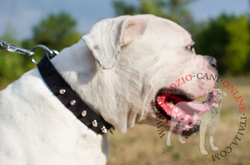 Collare in pelle "Bow-Wow" per Bulldog Americano - Clicca l'immagine per chiudere