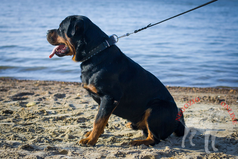 Collare in pelle "Eye-catching Sure-Fit" per Rottweiler - Clicca l'immagine per chiudere