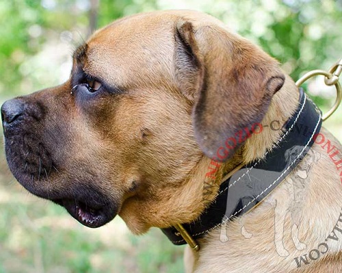 Collare in cuoio con morbida fodera di vitello per Cane Corso - Clicca l'immagine per chiudere