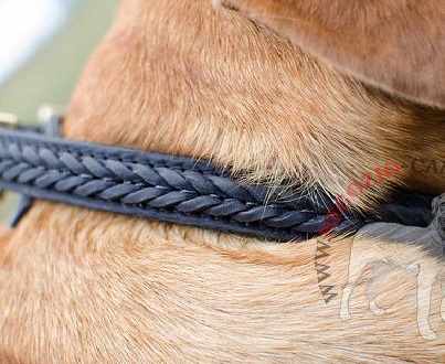 Collare in cuoio con striscia intrecciata per Dogue de Bordeaux - Clicca l'immagine per chiudere