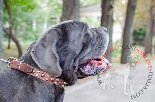 Elegante collare in cuoio decorato per Mastino Napoletano - Clicca l'immagine per chiudere