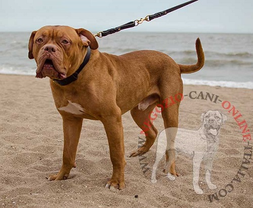 Duraturo collare in cuoio doppio per Dogue de Bordeaux - Clicca l'immagine per chiudere