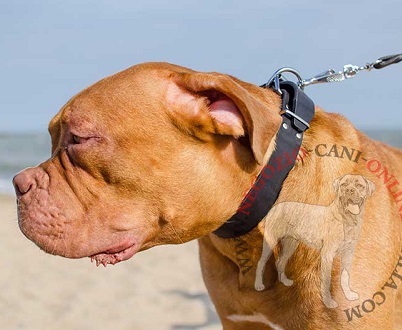 Resistente collare in pelle naturale per Dogue de Bordeaux - Clicca l'immagine per chiudere