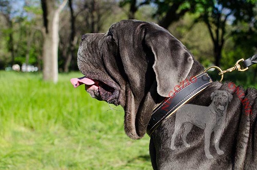 Morbido e resistente collare in cuoio per Mastino Napoletano - Clicca l'immagine per chiudere