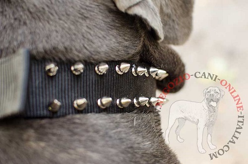 Eccellente collare in nylon per Mastino Napoletano - Clicca l'immagine per chiudere