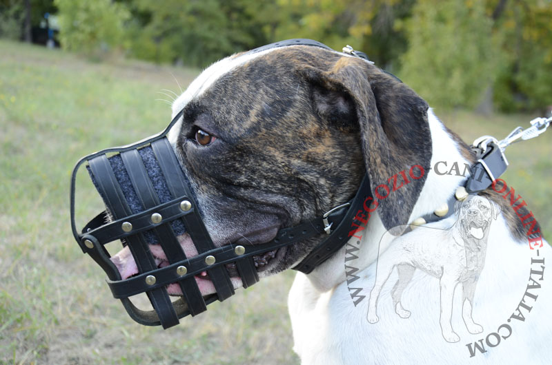 Museruola in pelle "Maximum Safety" per Bulldog Americano - Clicca l'immagine per chiudere