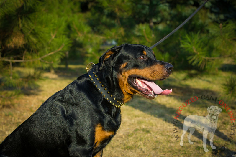 Collare in pelle con borchie "Unveiled Luxury" per Rottweiler - Clicca l'immagine per chiudere