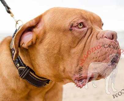 Grazioso e confortevole collare in cuoio per Dogue de Bordeaux - Clicca l'immagine per chiudere