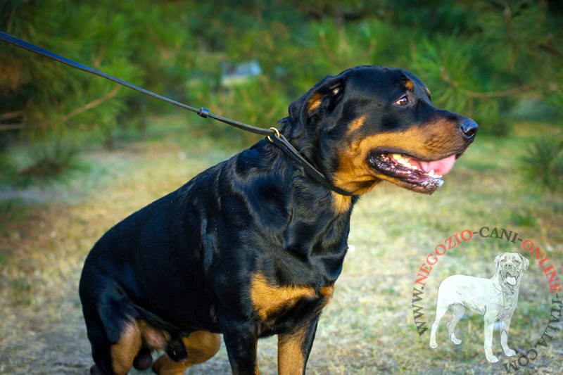 Guinzaglio e collare "Two in one" in pelle per Rottweiler - Clicca l'immagine per chiudere