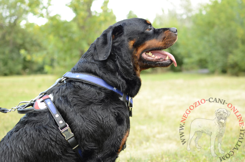 Pettorina in cuoio "Bandiera americana" per Rottweiler - Clicca l'immagine per chiudere