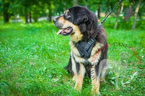 Pettorina in pelle naturale "Working dog" per Mastiff - Clicca l'immagine per chiudere