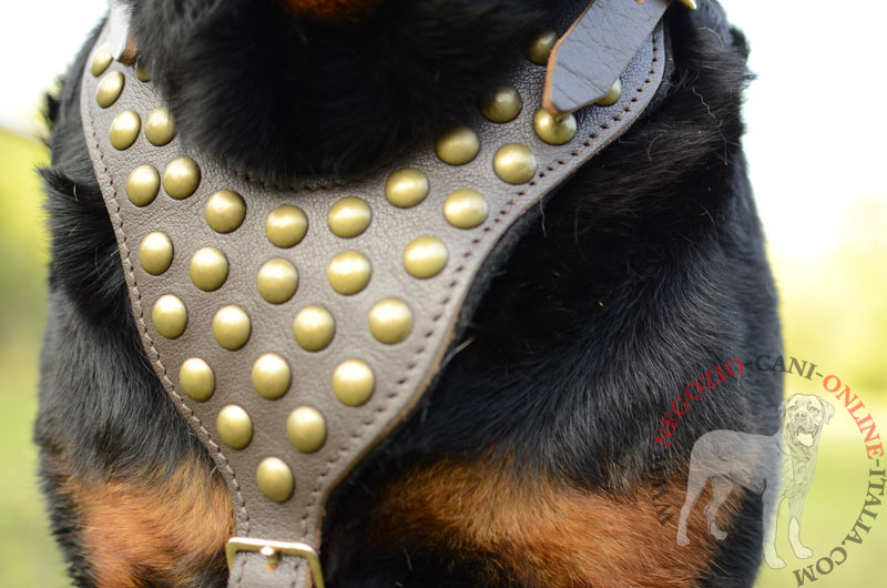 Pettorina in vera pelle "Spark of inspiration" per Rottweiler - Clicca l'immagine per chiudere