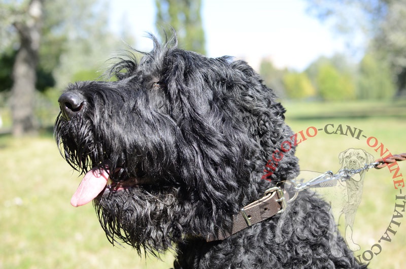 Collare "Treasures of the Pyramids" per Terrier Nero Russo - Clicca l'immagine per chiudere