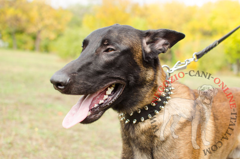 Collare in cuoio con due file di borchie a punta per Malinois - Clicca l'immagine per chiudere