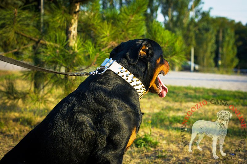 Collare bianco con decorazioni metalliche per Rottweiler - Clicca l'immagine per chiudere