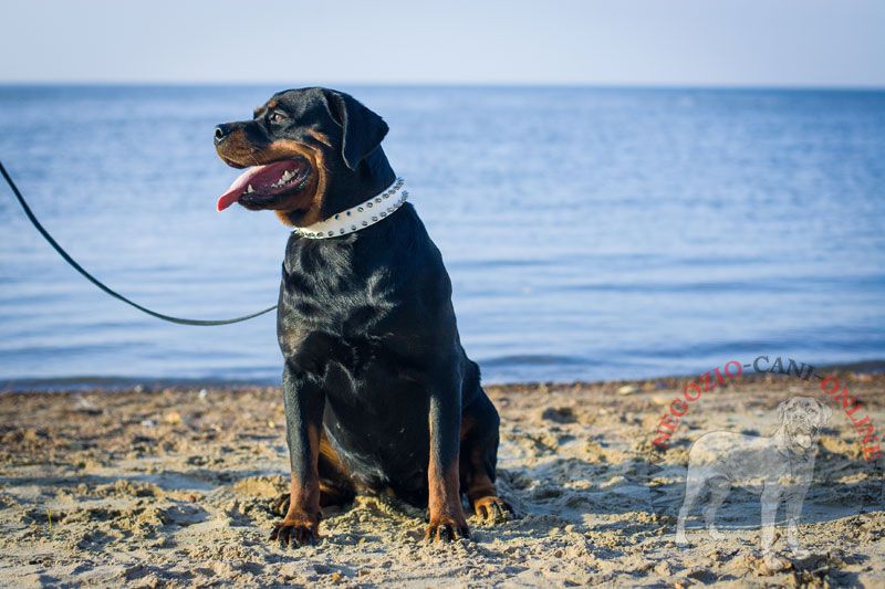 Collare bianco in pelle "White Rose" per Rottweiler - Clicca l'immagine per chiudere