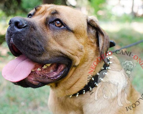 Collare in cuoio con borchie a punta per Cane Corso - Clicca l'immagine per chiudere