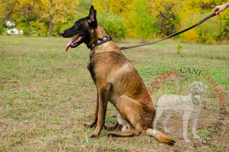 Collare in vera pelle con decorazioni "True Jewel" per Malinois - Clicca l'immagine per chiudere