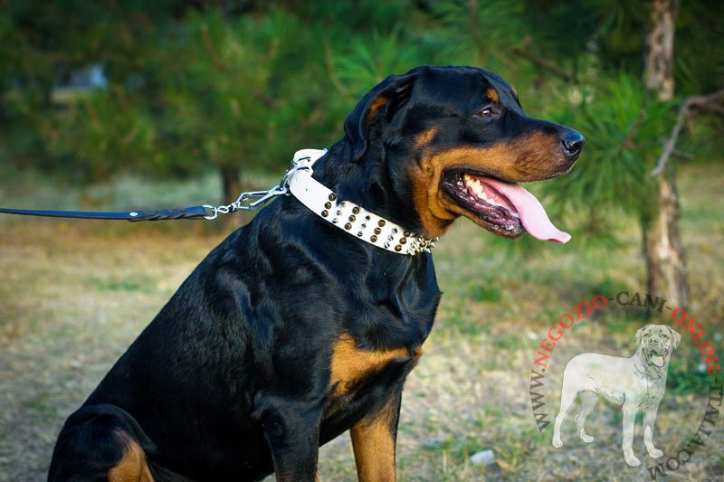 Collare bianco in pelle con decorazioni per Rottweiler - Clicca l'immagine per chiudere