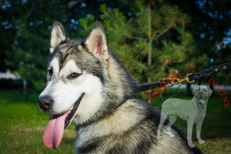 Collare in pelle doppia "Rattlesnake" per Alaskan Malamute - Clicca l'immagine per chiudere