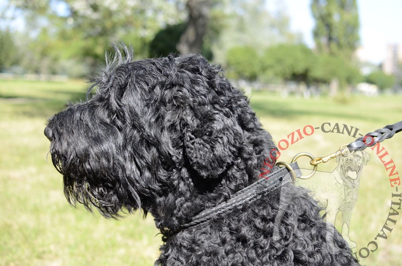 Collare in pelle doppia "Rattlesnake" per Terrier Nero Russo - Clicca l'immagine per chiudere