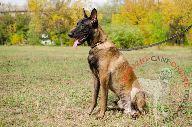 Collare in pelle con piastrine dorate "Luxury" per Malinois - Clicca l'immagine per chiudere