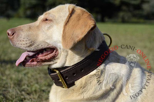 Resistente collare doppio "Double-layer" per Labrador Retriever - Clicca l'immagine per chiudere