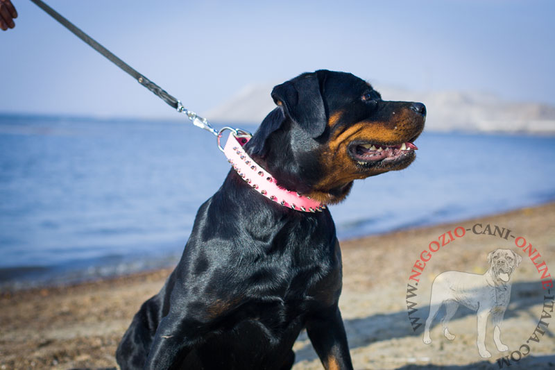 Collare in pelle rosa con borchie "Pink Rose" per Rottweiler - Clicca l'immagine per chiudere