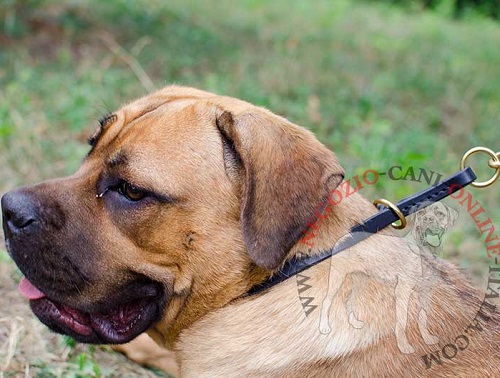 Collare a strozzo per addestramento del Cane Corso - Clicca l'immagine per chiudere