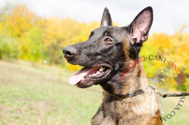 Collare a strozzo con fodera "Large Snack" per Malinois - Clicca l'immagine per chiudere